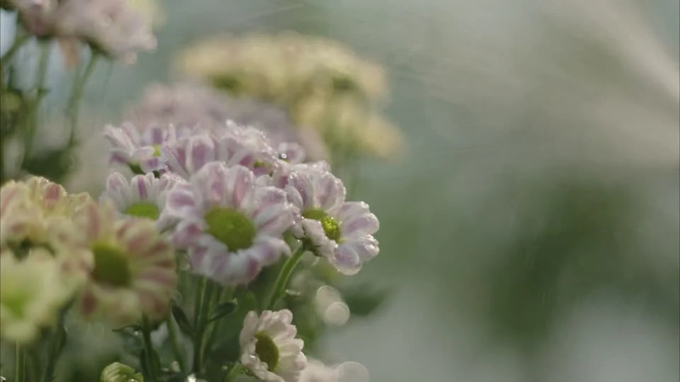 Flowers in soft light from existing brand footage